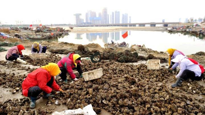 樂亭扇貝立體生態養殖豐收